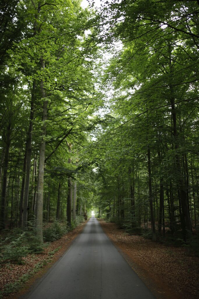 En skogsväg omringad av träd.